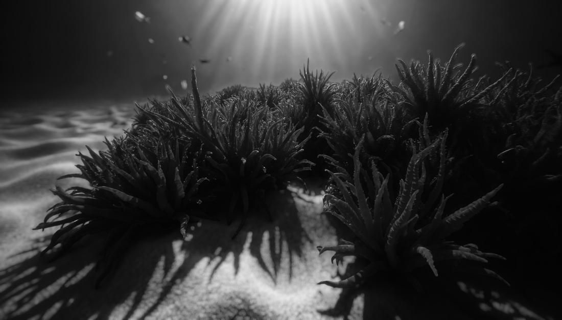 Black Algae Benefits for Hair: Nature’s Shampoo & Silky Smooth Conditioner.