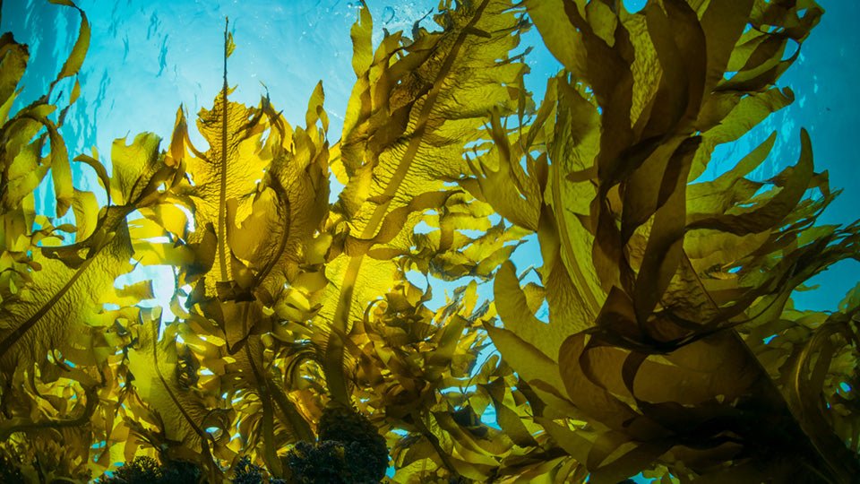 Nature Meets Science : How Algae Extract Hair Care Revives Damaged Hair - CINCINNUS