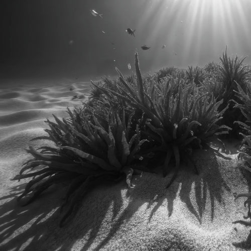 Black and white underwater photograph of sea plants or coral formations on sandy seabed with sun rays filtering down from the surface and small fish visible in the water.