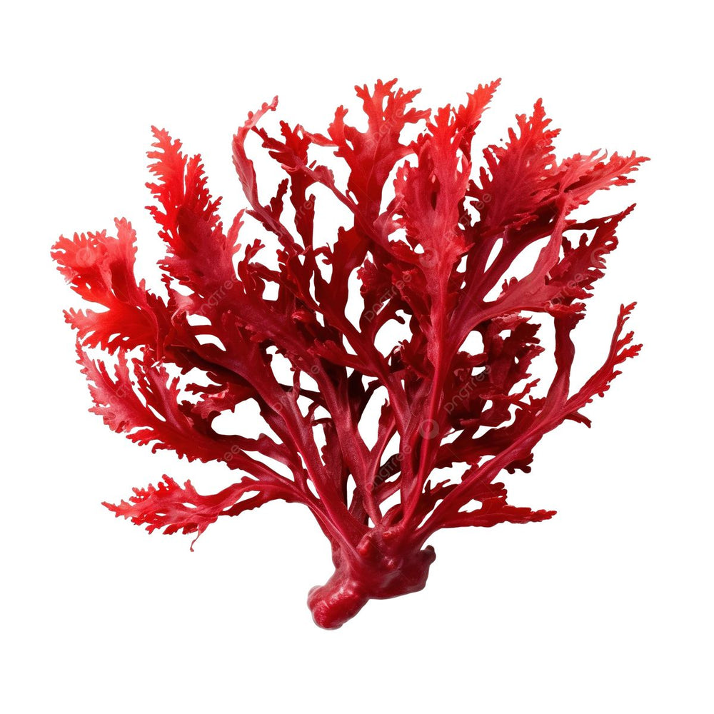 Red Algae